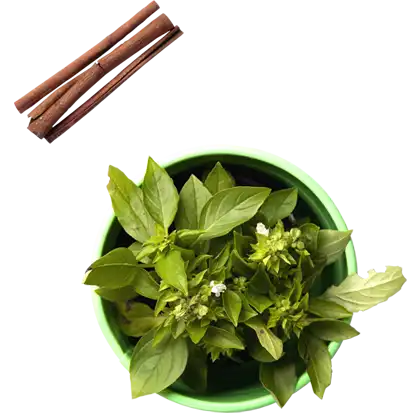 Busuioc proaspăt și batoane de scorțișoară — ingrediente folosite în bucătăria Nakupnos